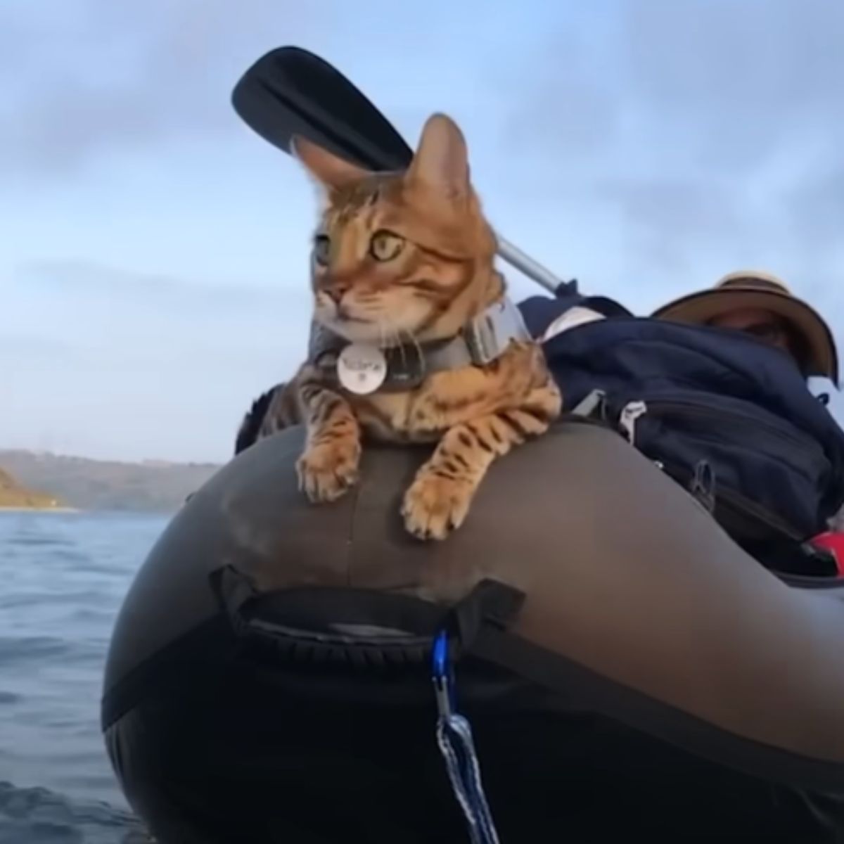 mavi the surfer cat