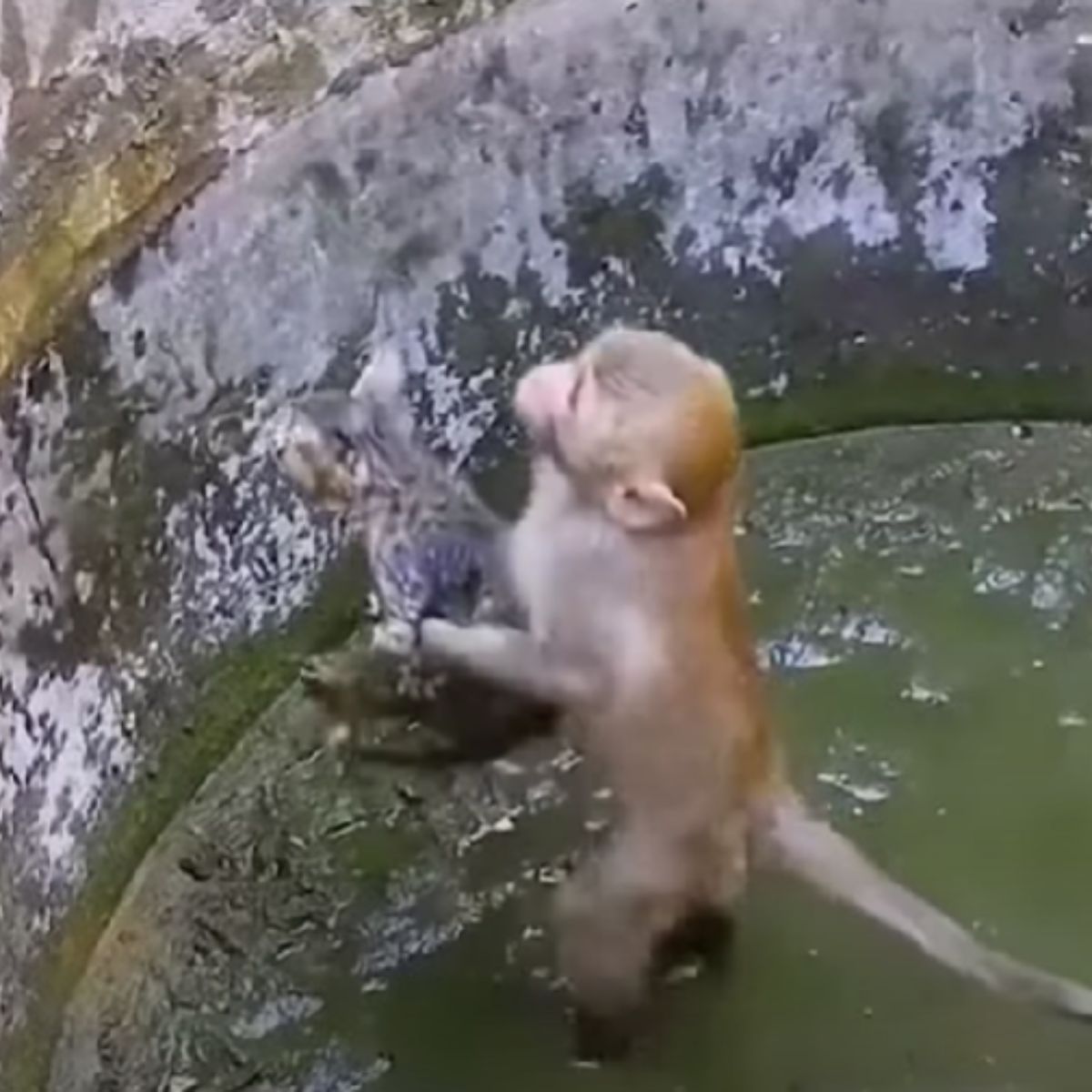 monkey holding a kitten