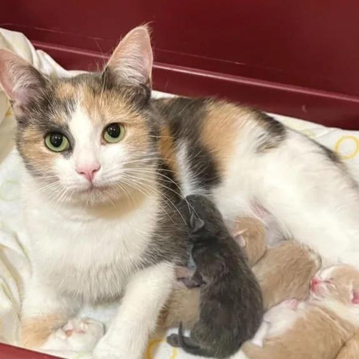 mother cat feeding kittens