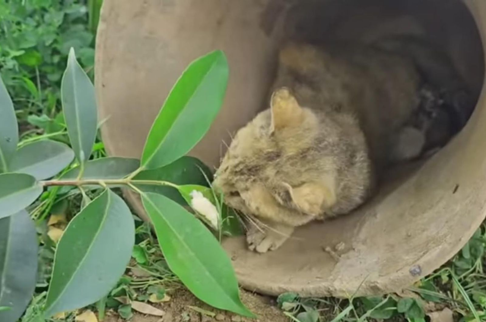 mother cat protecting kittens