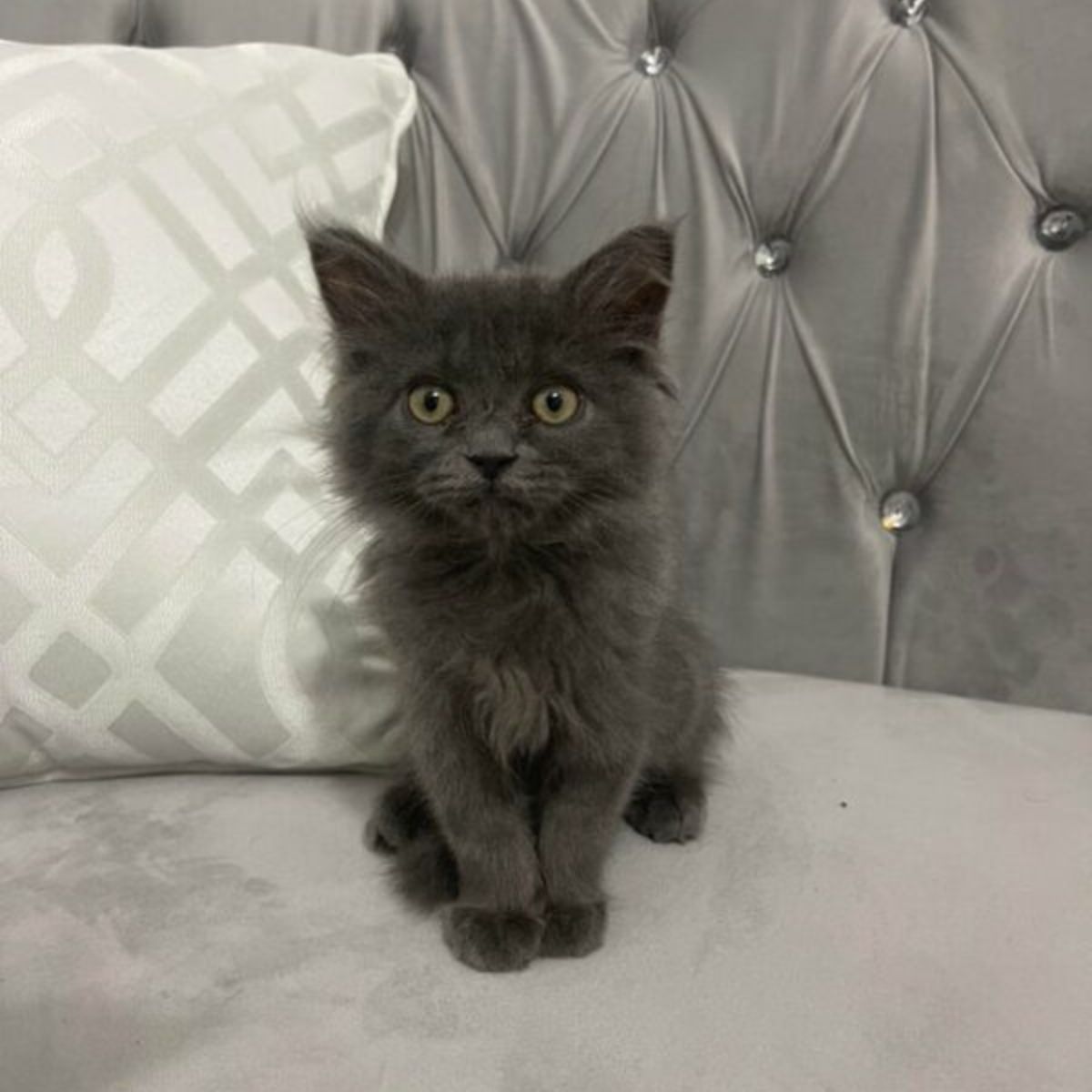 nebelung kitten