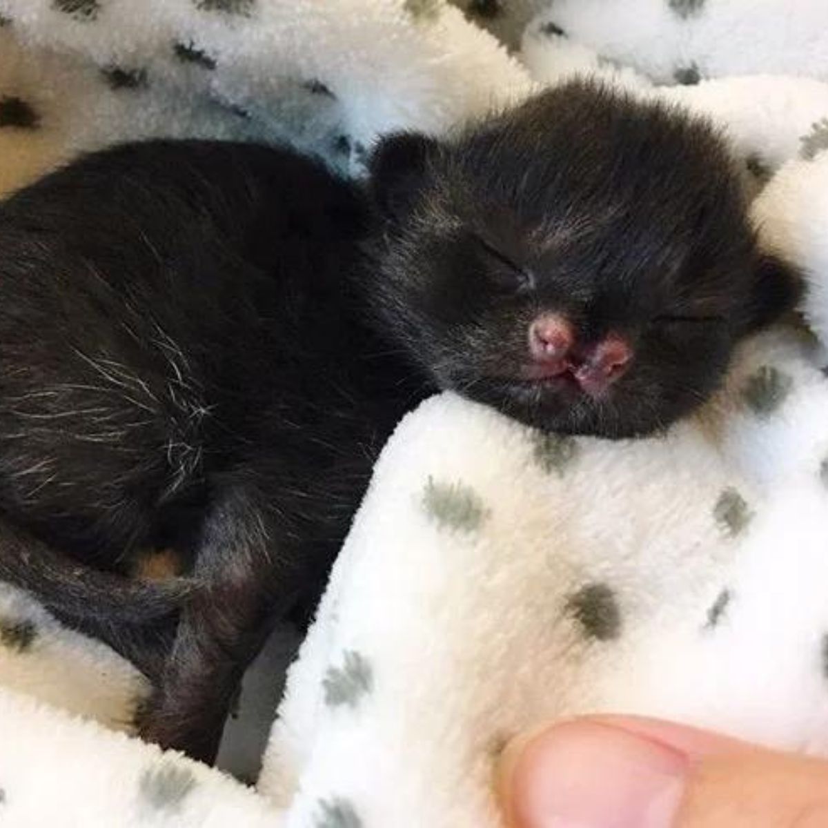 one day old kitten