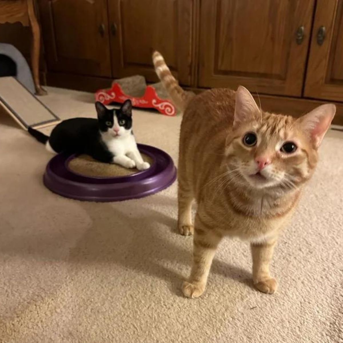 photo of two cats indoors