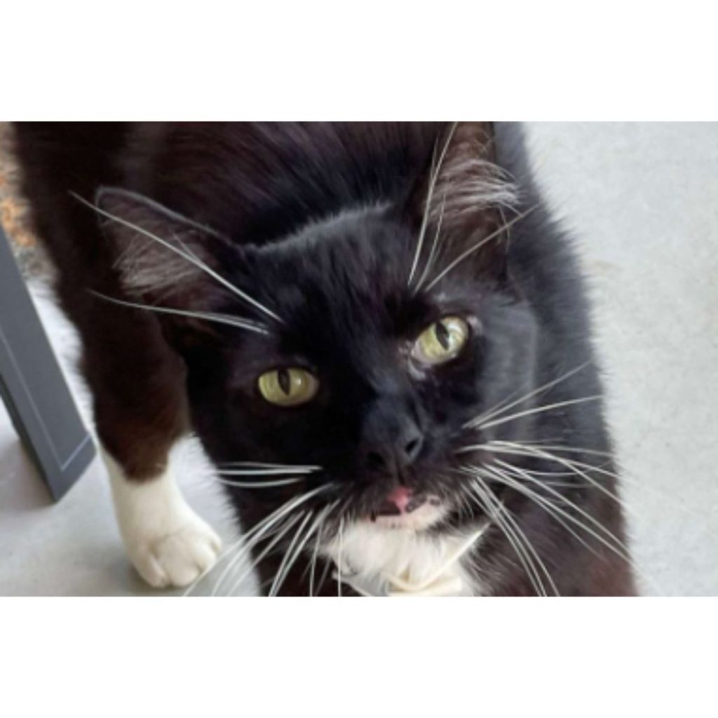 portrait of a black and white cat