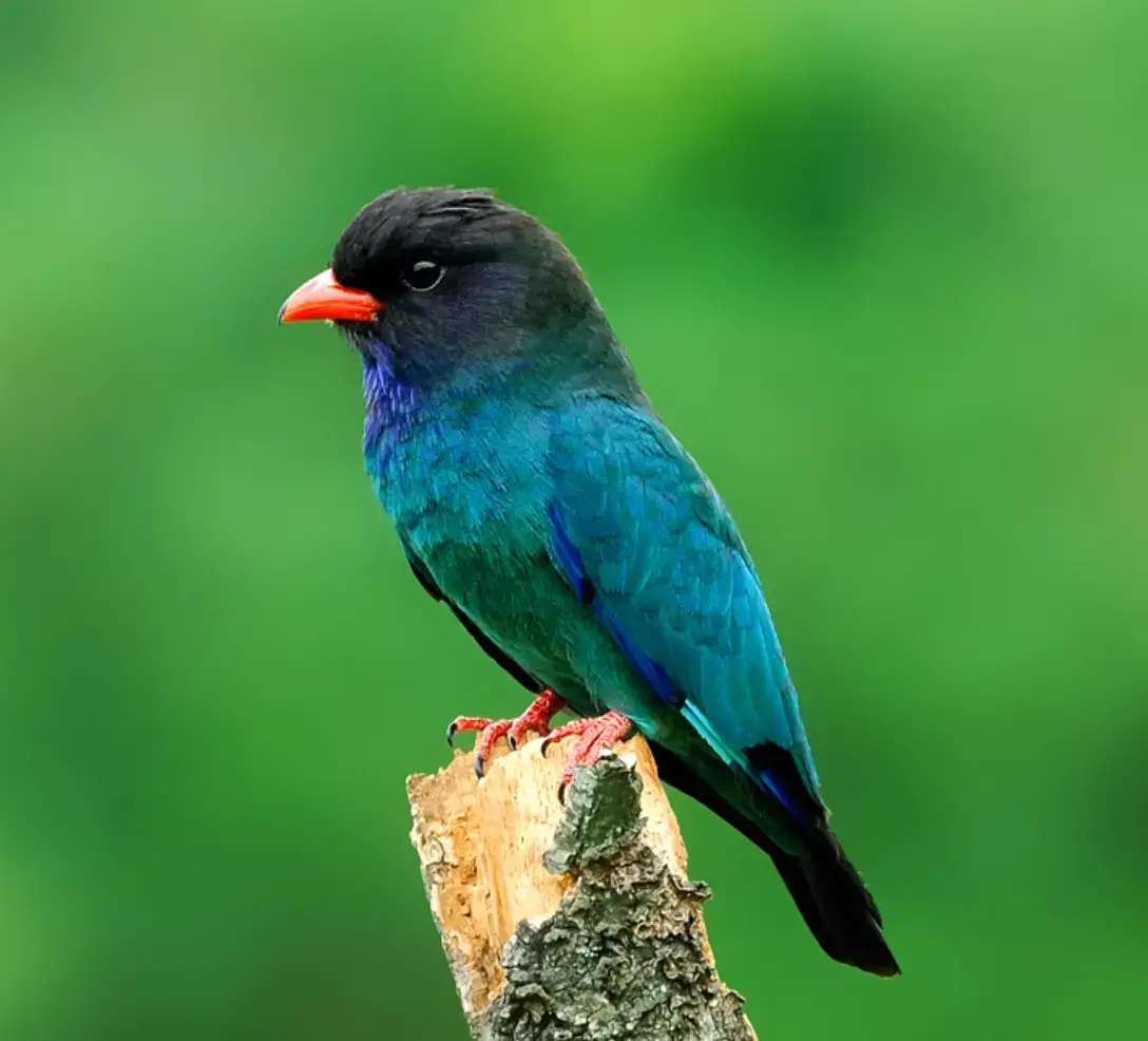 The Vivacious Bird of the Clear Blue Skies is the Oriental Dollarbird.