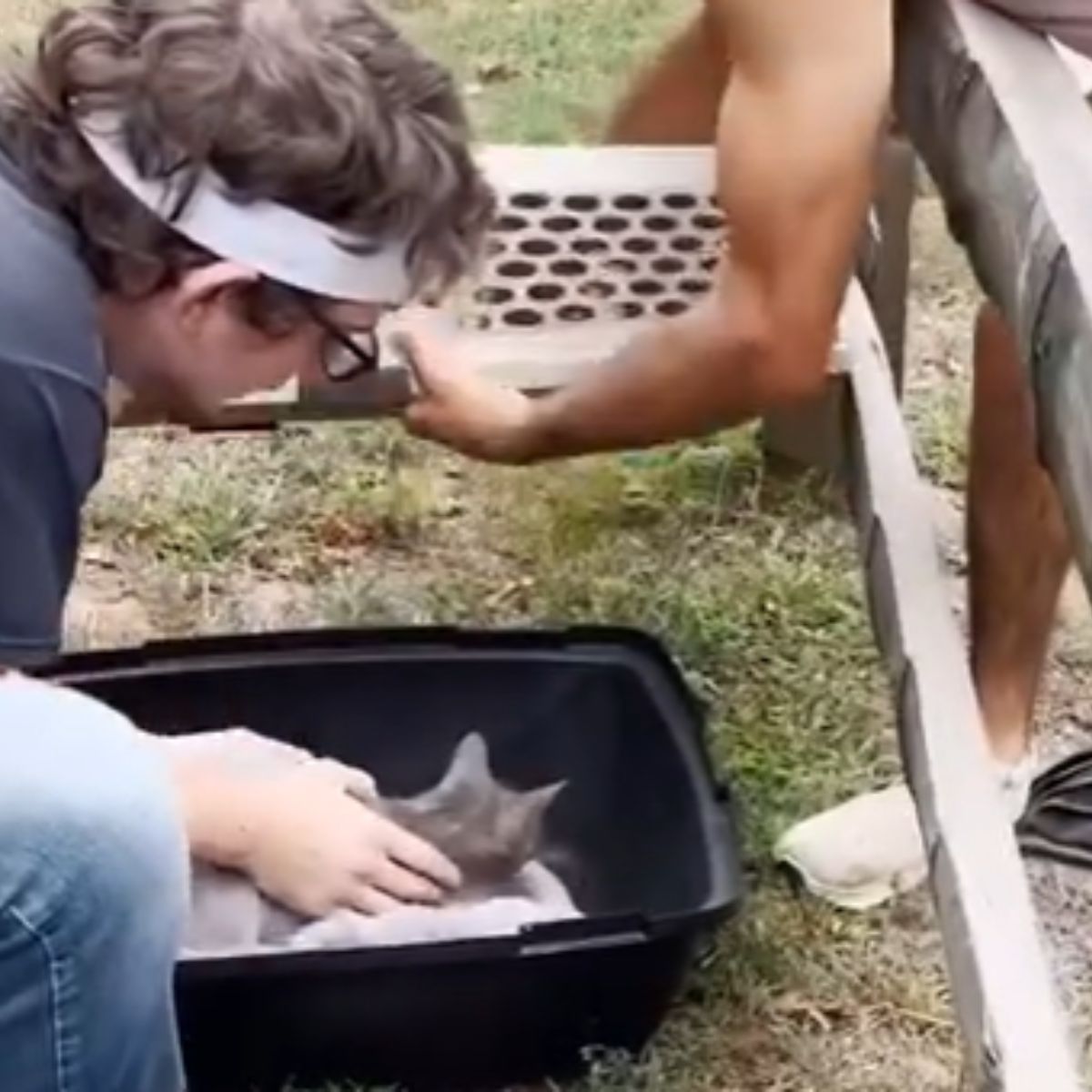 rescure helping cat