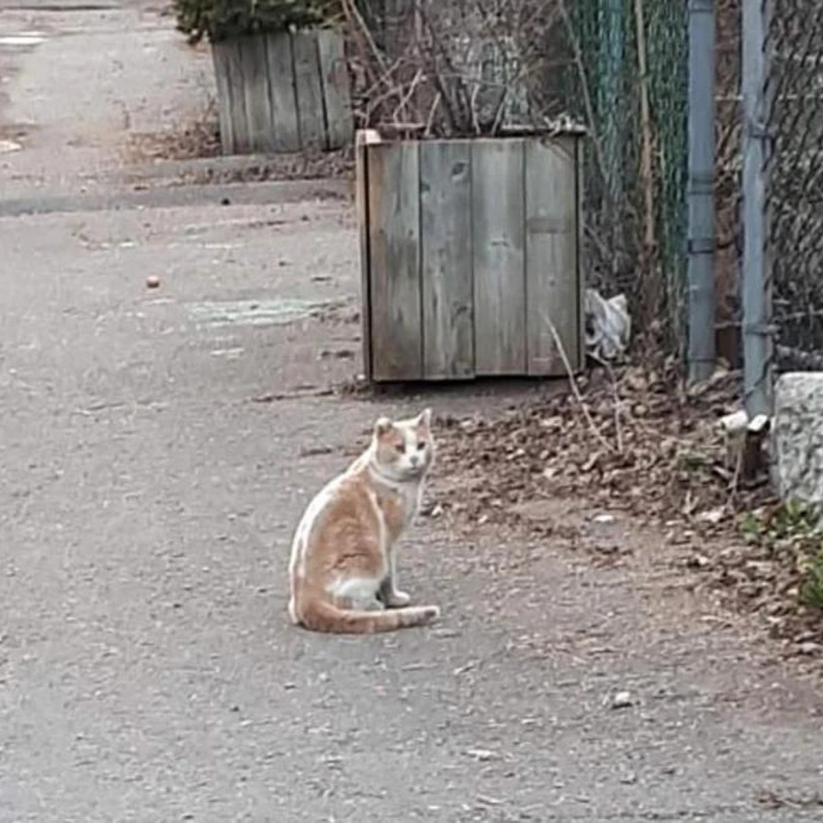 stray cat