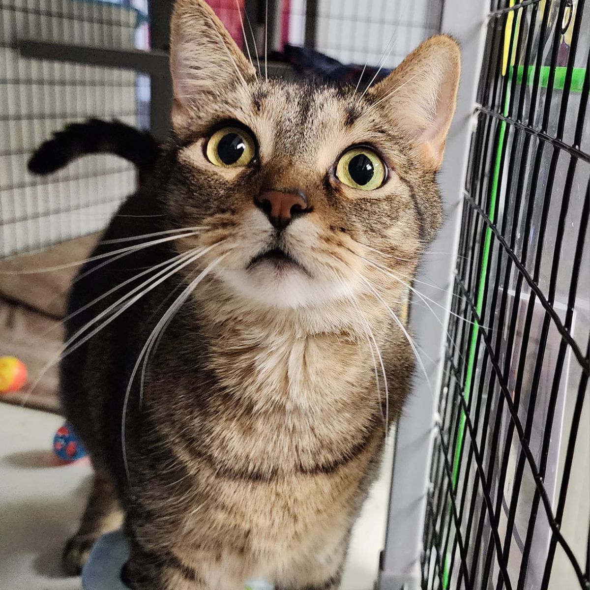 sweet cat in shelter