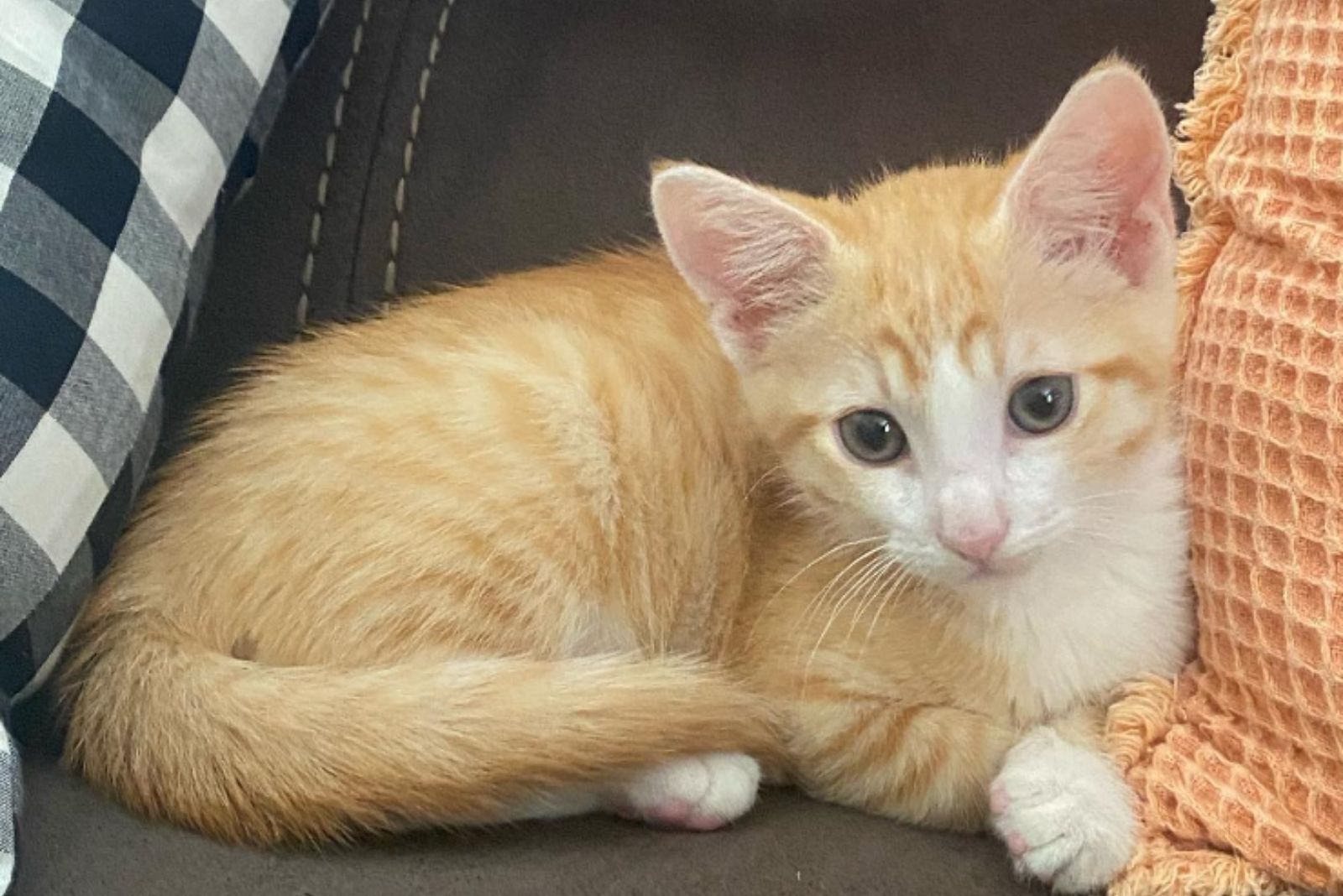 sweet ginger cat with blue eyes