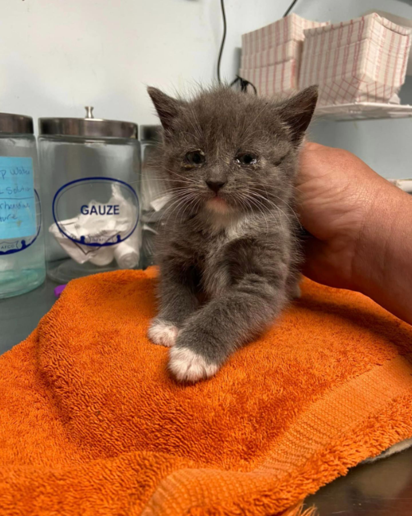 sweet gray kitten