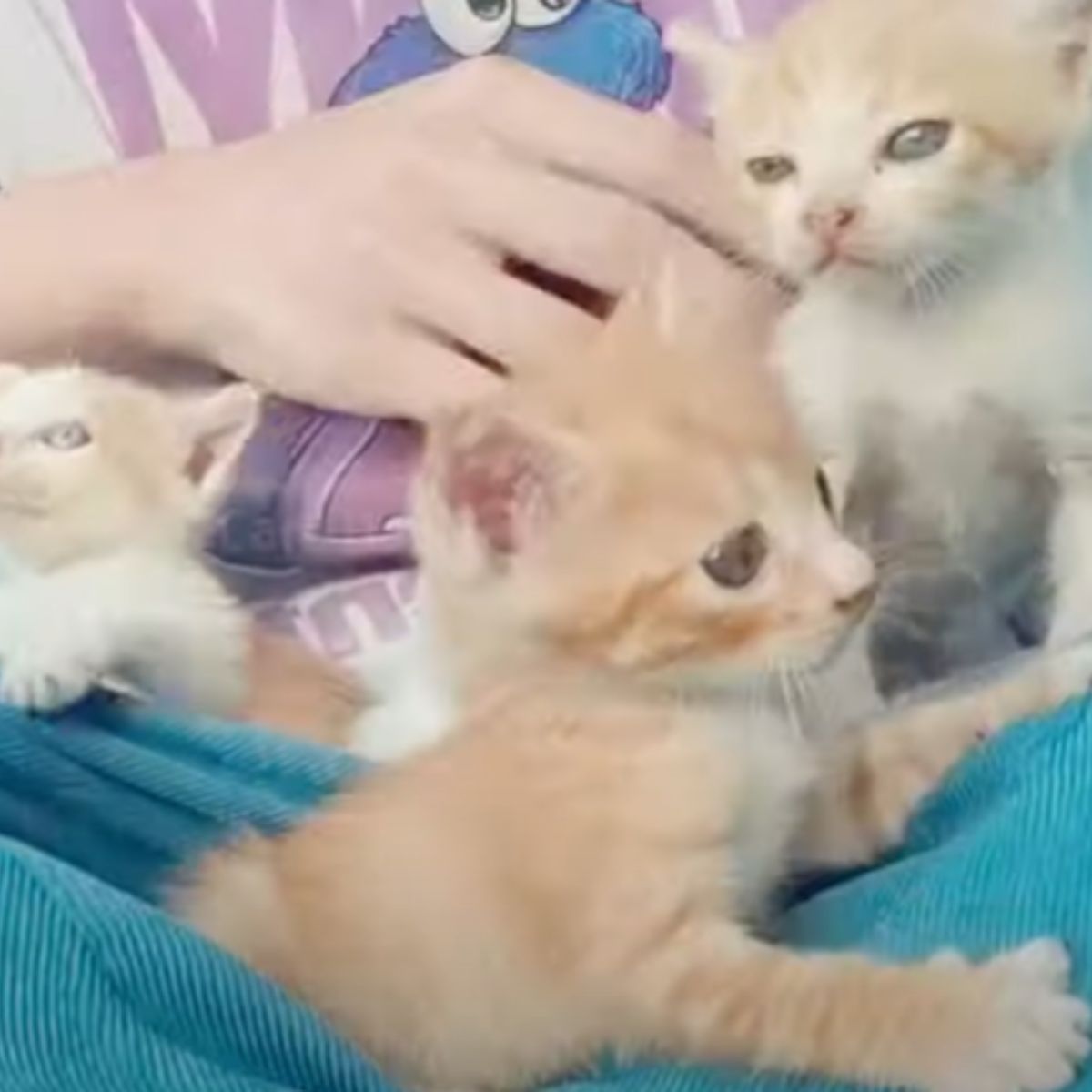 sweet kittens