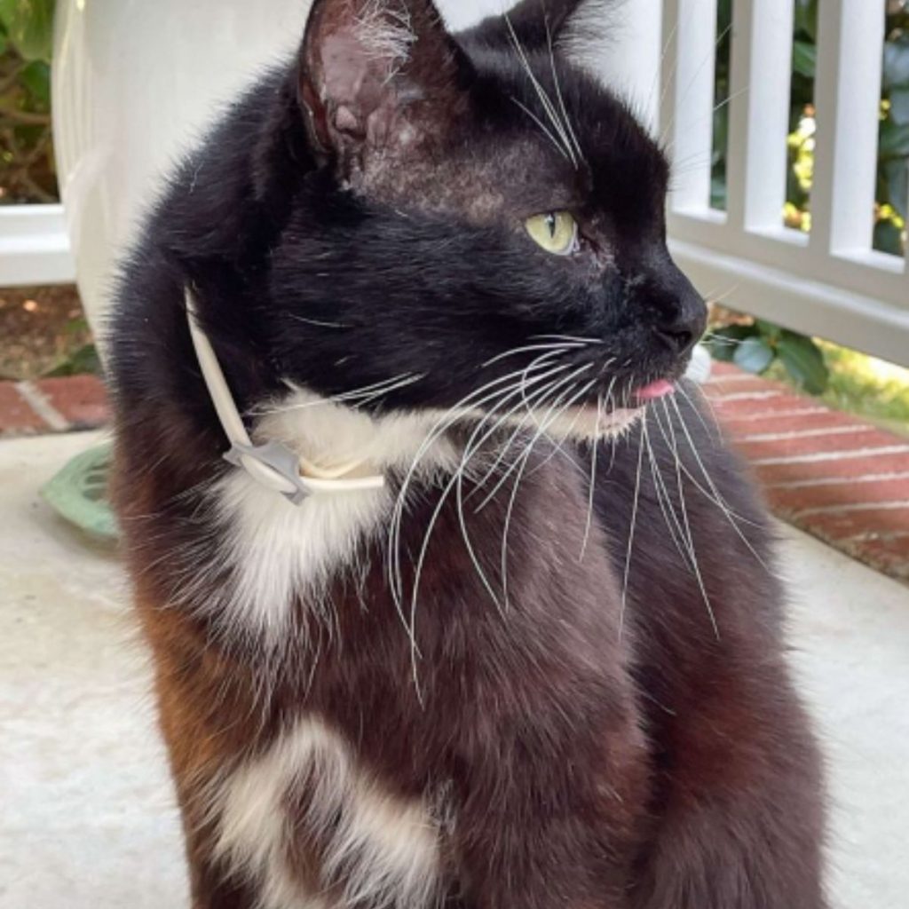 the cat looks around on the terrace