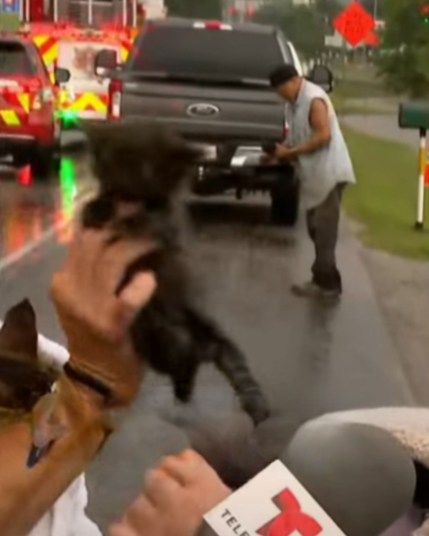 tiny kitten in hands on the street