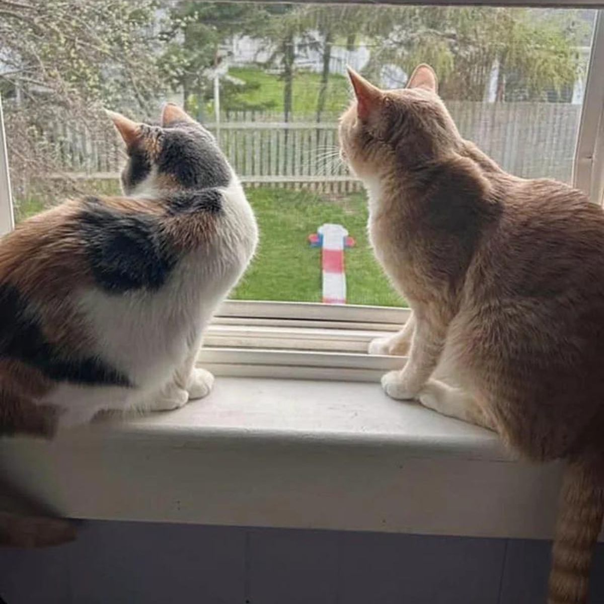 two cats watching trough window