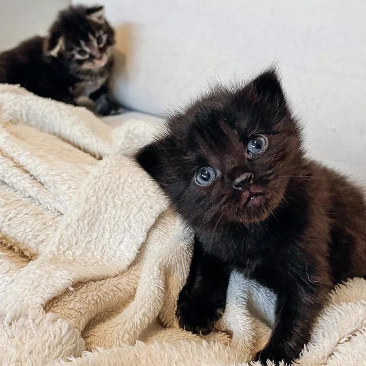 two small kittens