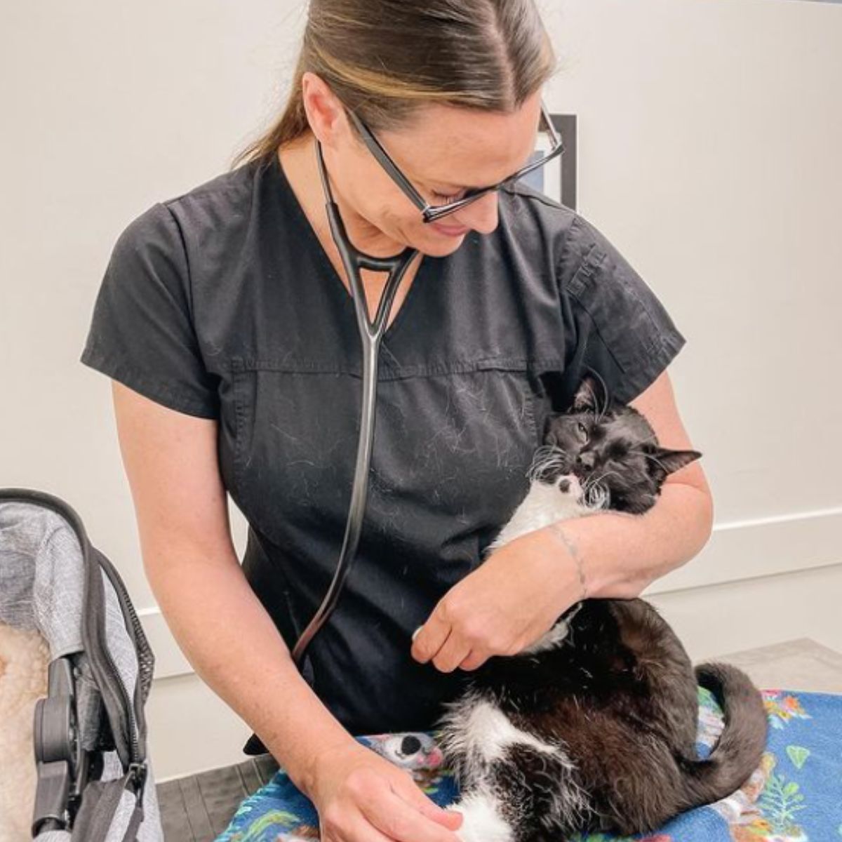 vet and disabled cat