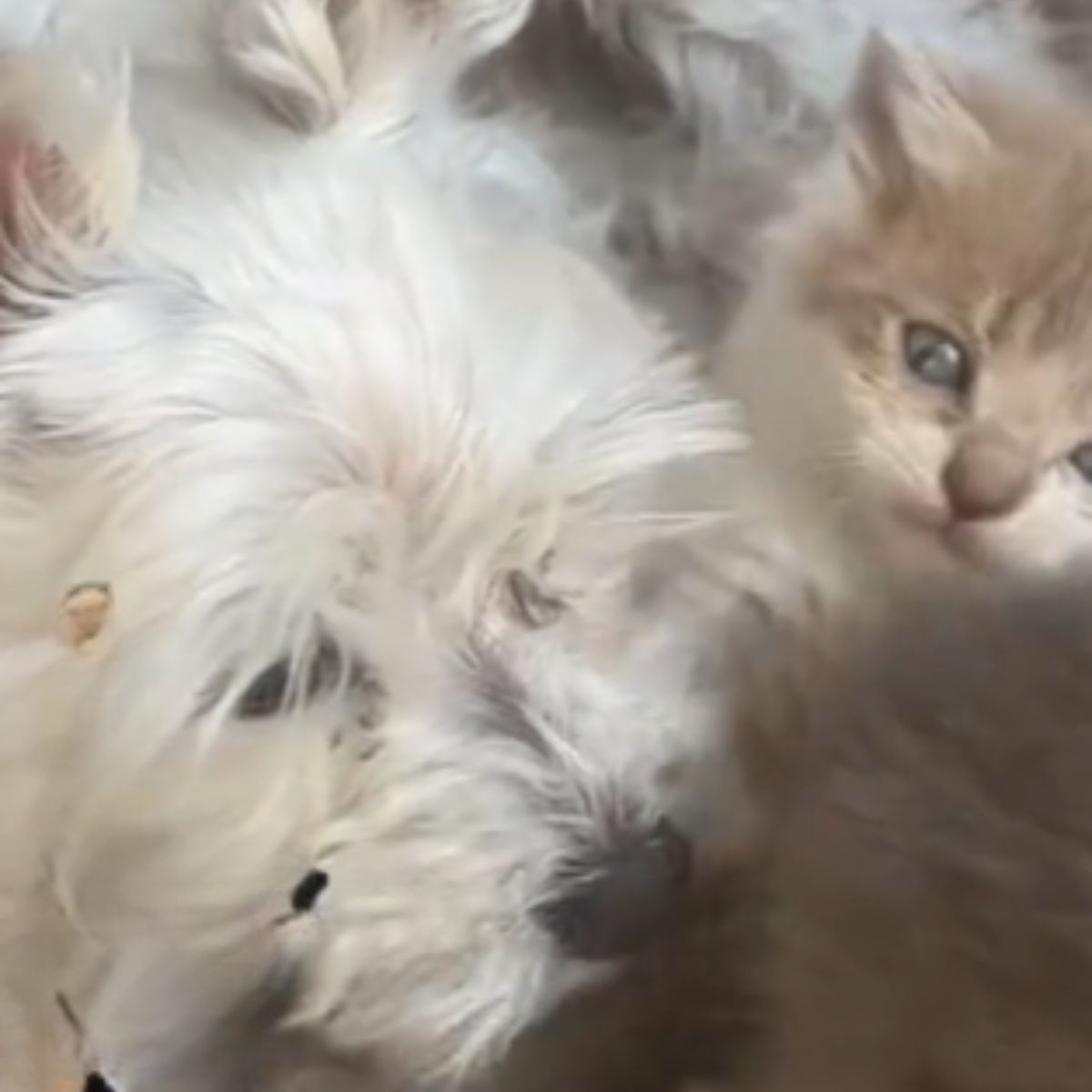 white dog and white kitten