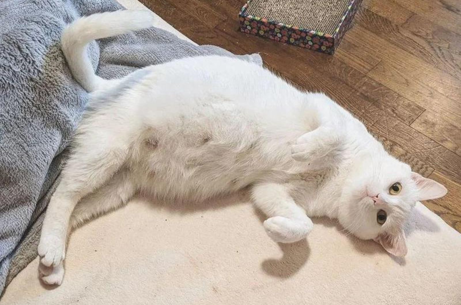 white fat cat