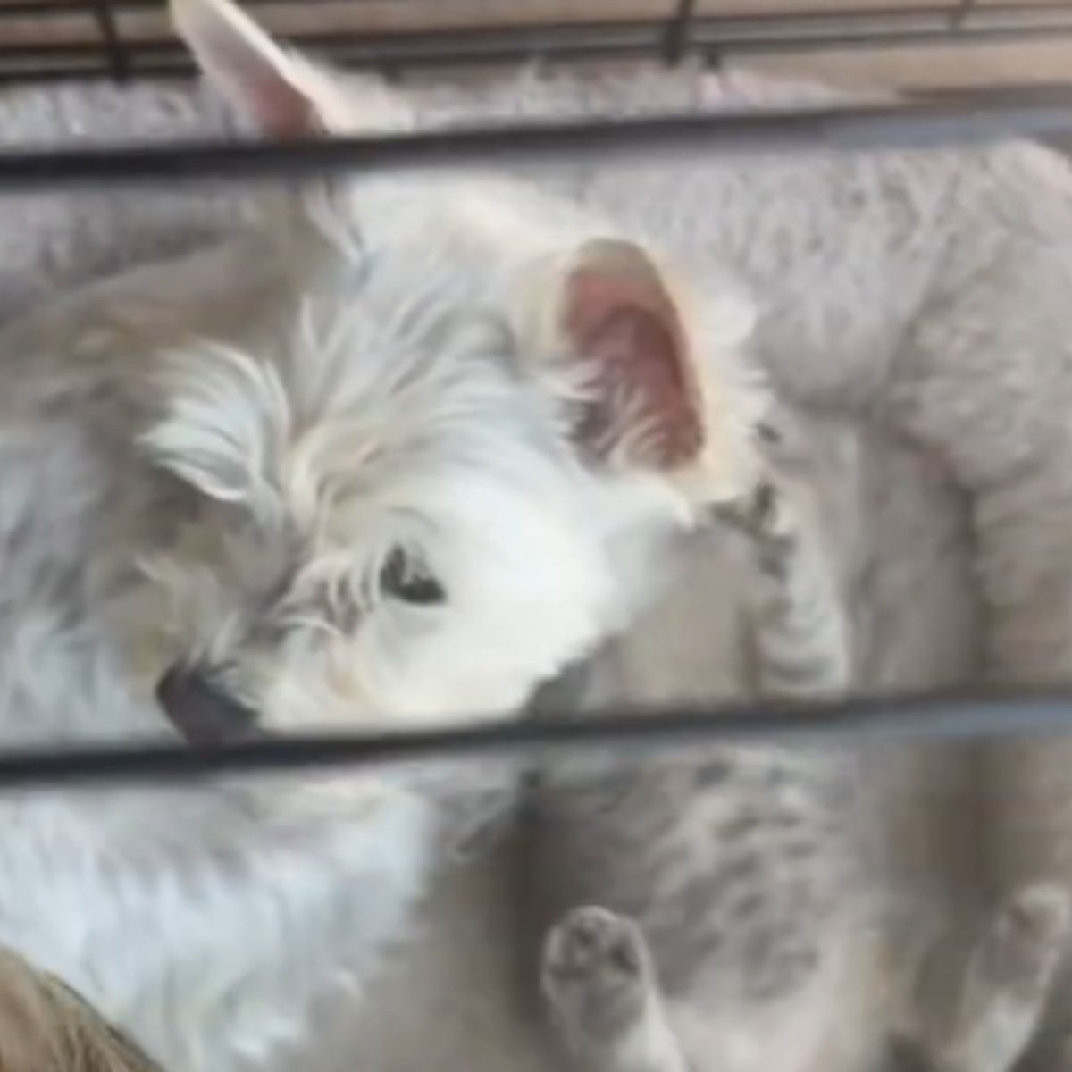 white kitten and white dog friends