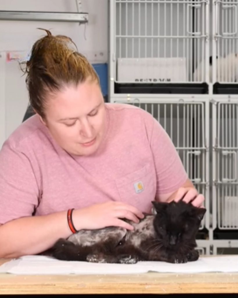 woman and ill black cat