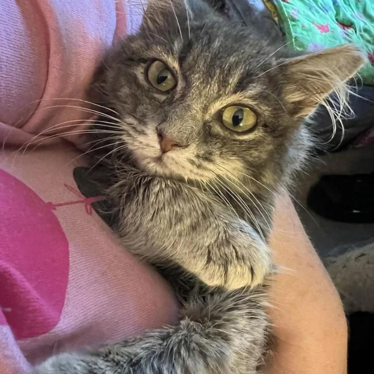 woman holding a domestic cat