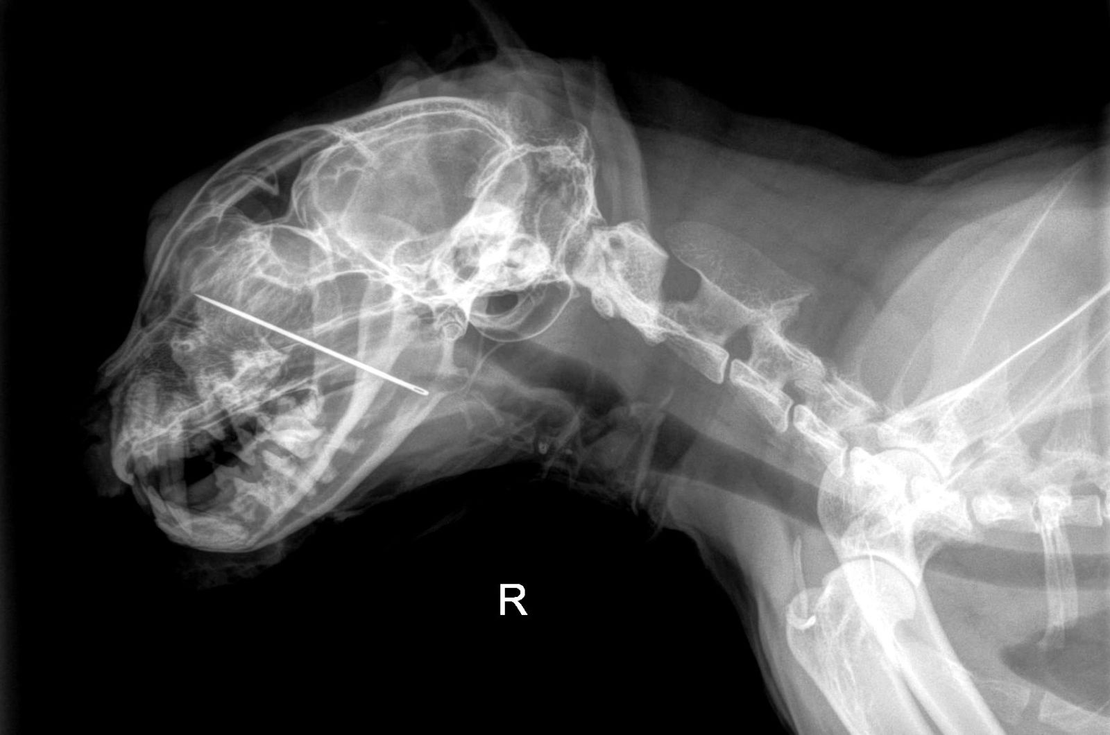 xray of cat