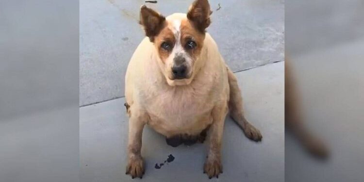 Animal Rescuers Discover Extremely Overweight Stray Dog