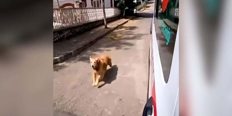 Woman Taken by Ambulance and Her Dog’s Reaction Hits Deep in the Heart