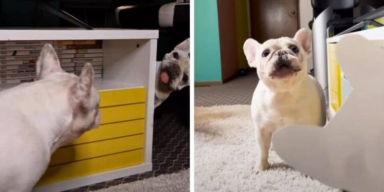 Watch The Hilarious Reaction of This French Bulldog When He Thinks He Sees an Intruder