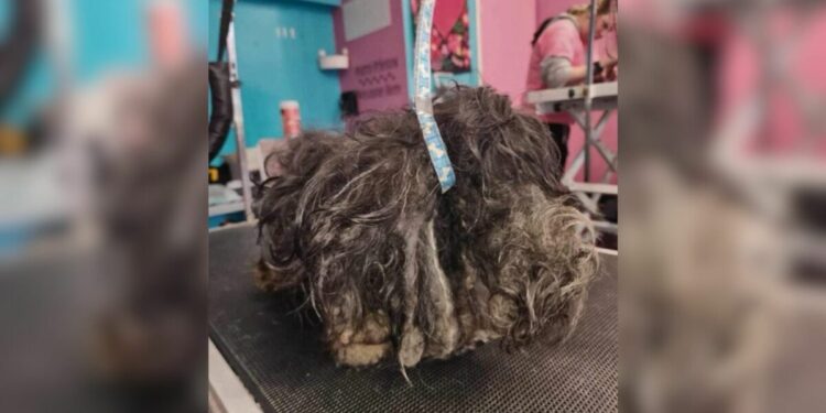 The Emergency Grooming Session That Transformed a Heavily Matted Dog’s Life Forever