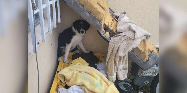 Abandoned Puppy Growls at Everyone Until He Meets the Sweetest Little Girl