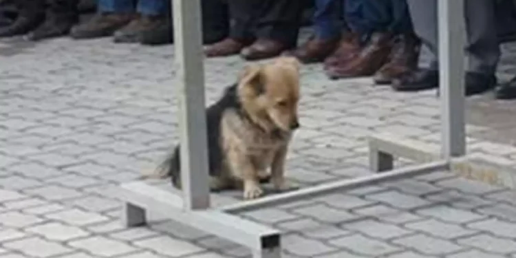 Hearbroken Dog Visits Owner’s Grave Every Day