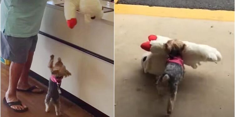 Tiny Pup Insists on Buying the Biggest Toy in the Pet Store