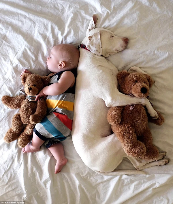 A Frightened and Isolated Pooch Discovers Joyful Companionship