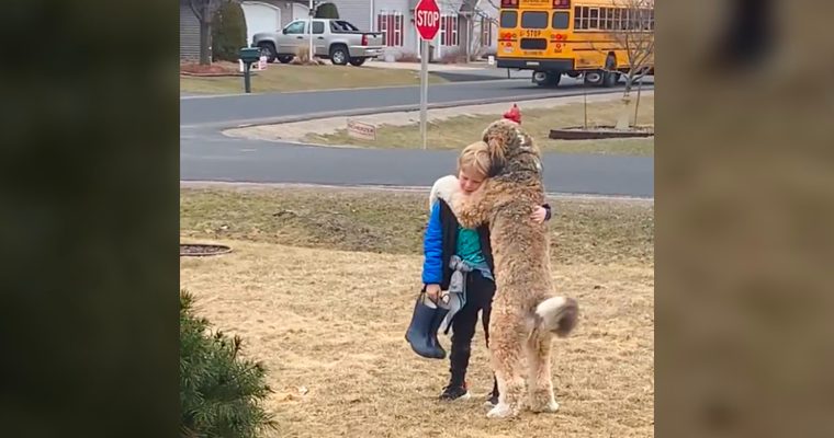 Touching Moment: Every day after school, the dog faithfully awaits his 8-year-old friend