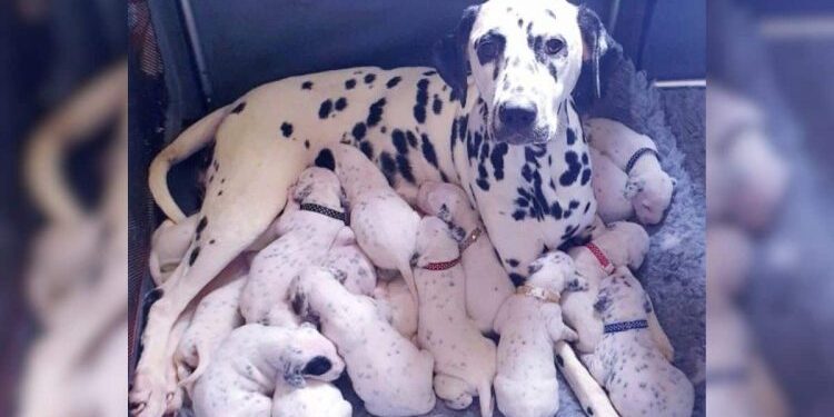 Dalmatian Mom Breaks Records with Astonishing Number of Puppies