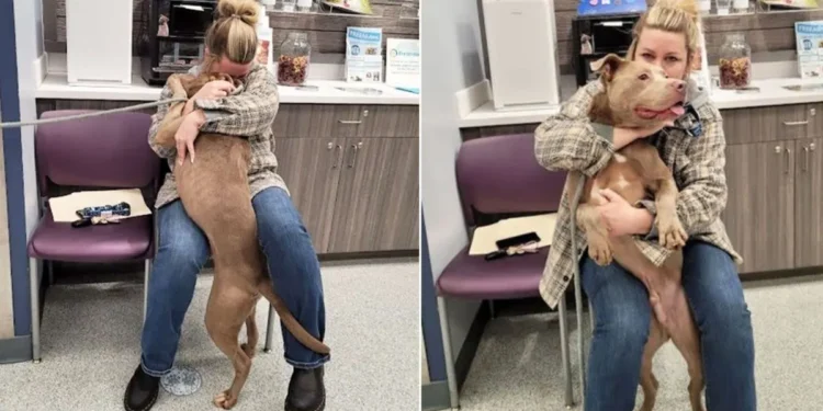 Shelter Dog Finds Home After Family Member’s Gut Instinct Leads to Reunion