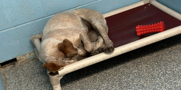 Dog Heartbroken After Brother’s Adoption Cries Herself to Sleep