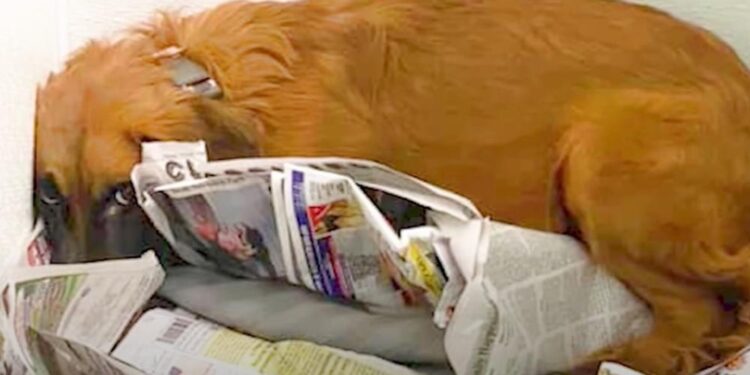 Dog Hides in Corner After Being Dragged to Shelter and Refuses to Engage with Anyone