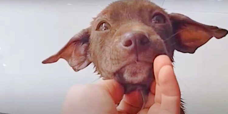 Her Big Eyes Pleaded for Help and He Saw the Beautiful Dog She Could Be