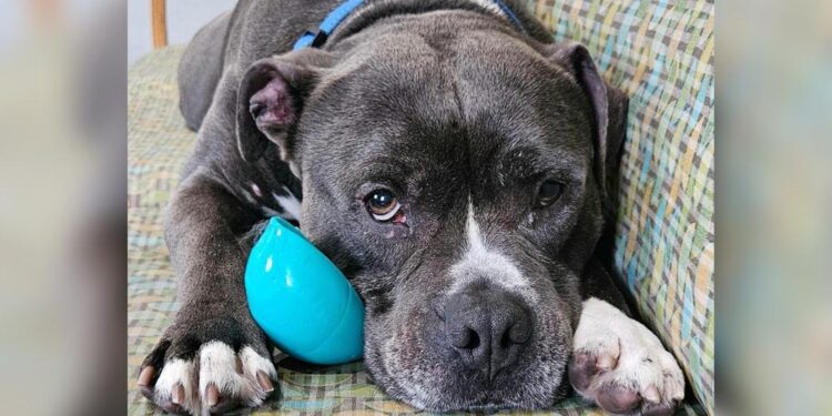 Senior Dog Ends Up in Shelter Through No Fault of His Own