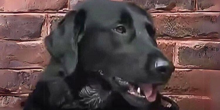 Family Installs Cameras to Uncover Dog’s Hostility Towards Nanny and Discovers He Was Right