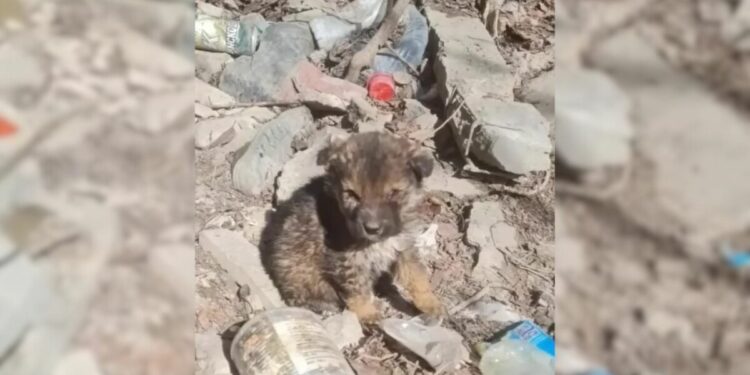 Starving Puppy Abandoned in Landfill Survives on Trash and Lives in a Cardboard Box