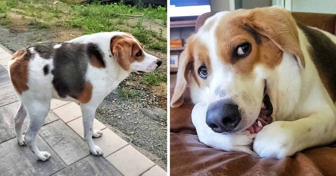 A Dog Born With Half a Spine and No Neck Makes the Entire Internet to Want to Adopt Him