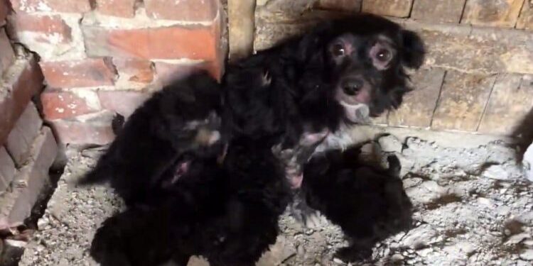 Dog Mom and Five Puppies Found in Warehouse – Left Behind to Survive