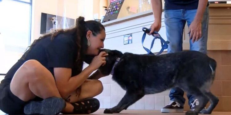 Deaf Dog Reunited with Owner After a Year and His Heartfelt Reaction Is Pure Joy