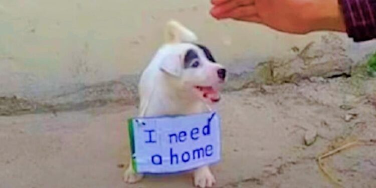 Puppy Found on the Streets with a Sign Around His Neck That Says “I Need a Home”