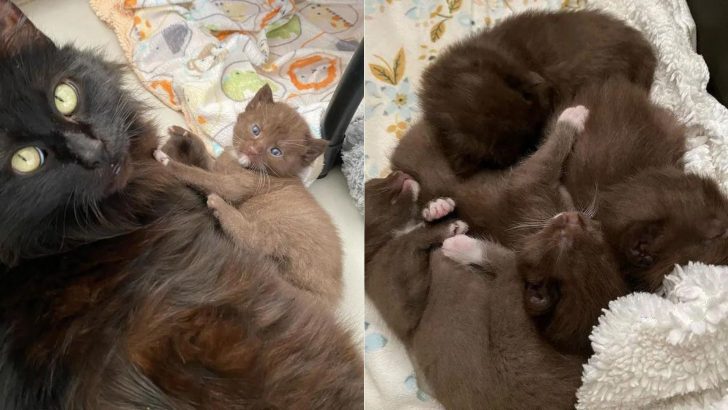 Mama Cat Gives Birth To Kittens With Extraordinary Fur Color That Leaves Everyone In Awe