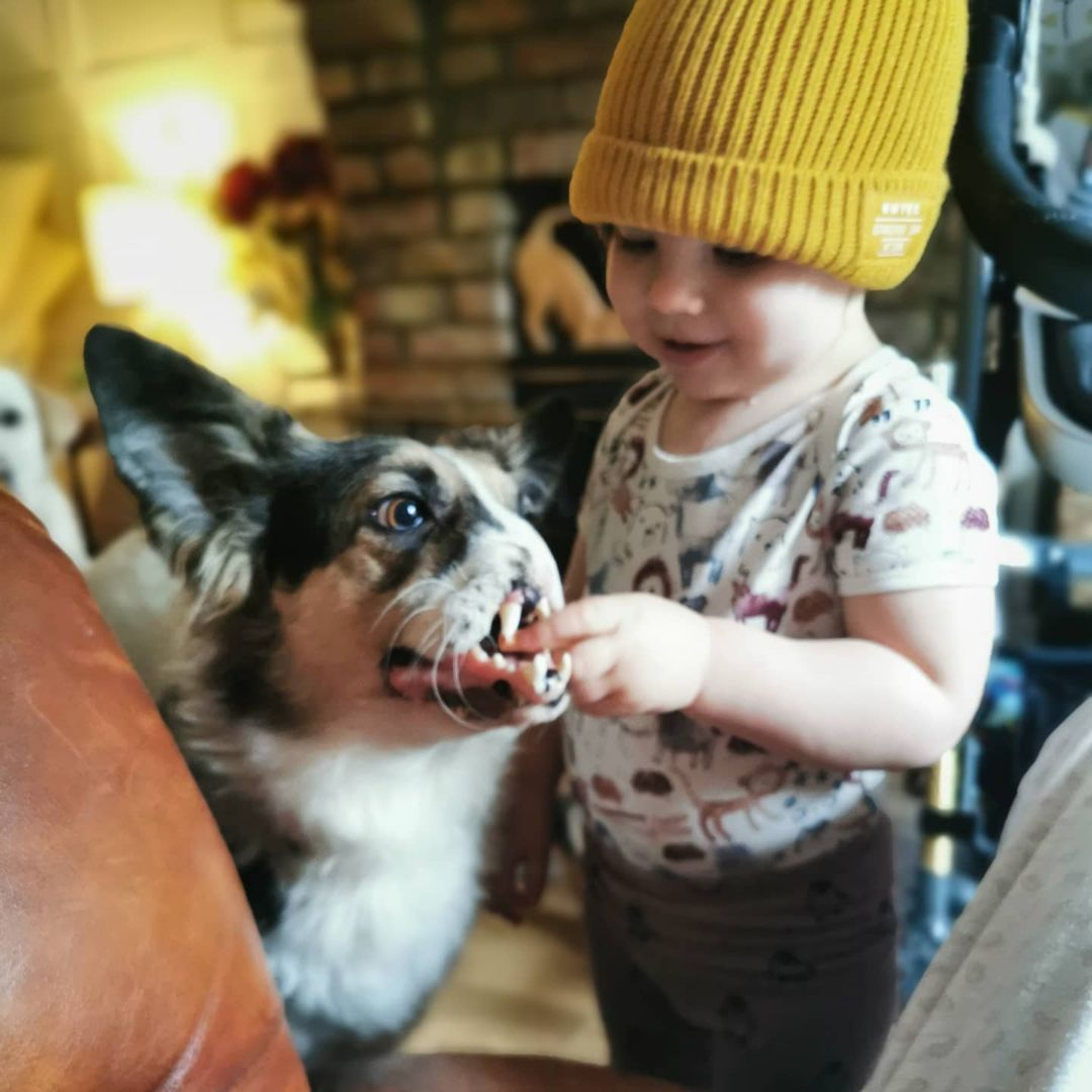 Bonnie the disfigured dog with a child