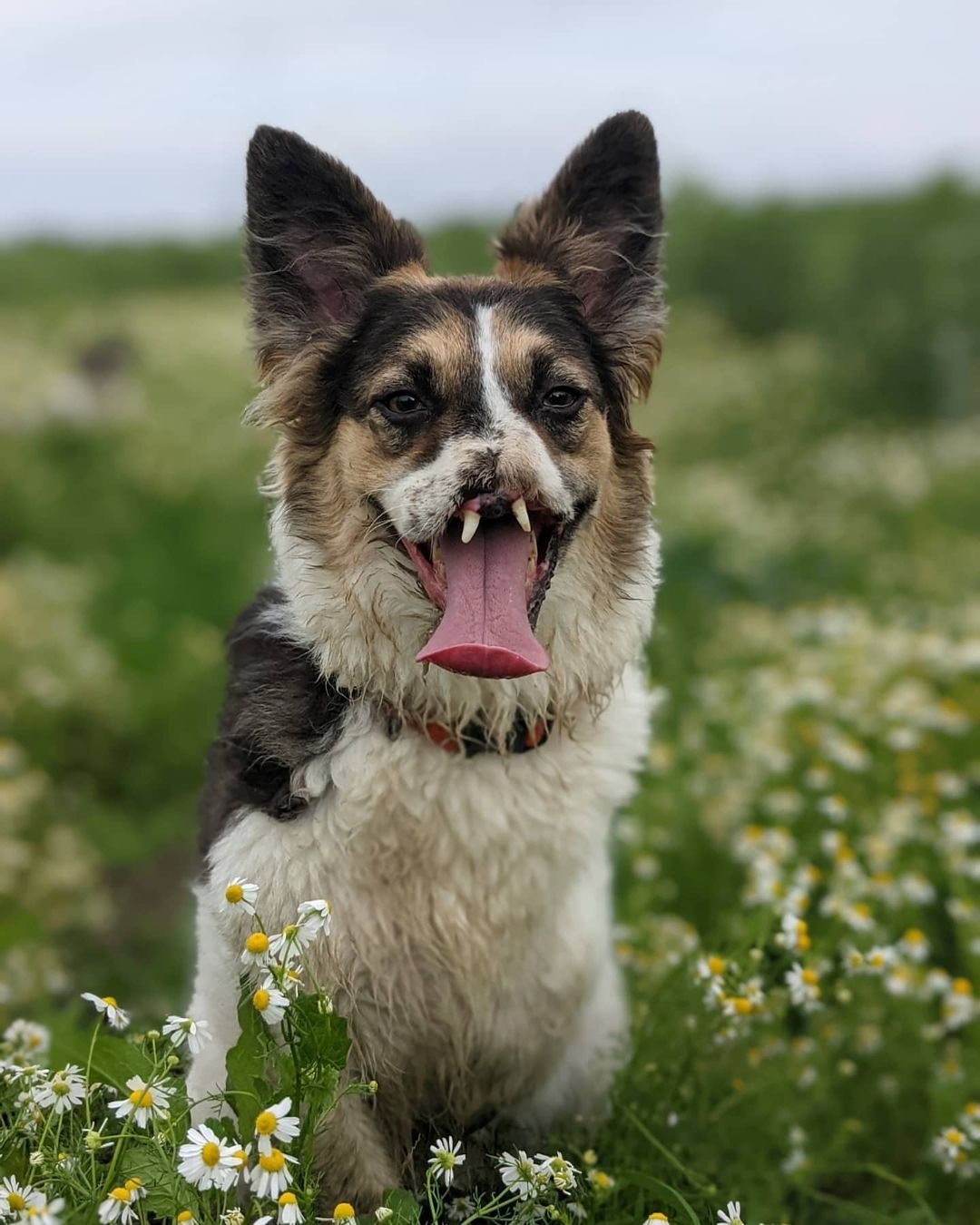 Bonnie the brave dog as an adult